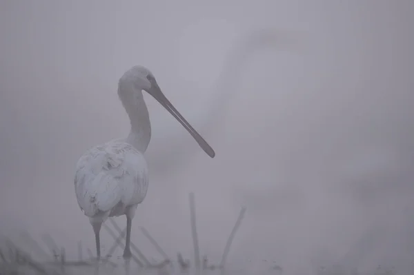 stock image white spoonbill in the morning 