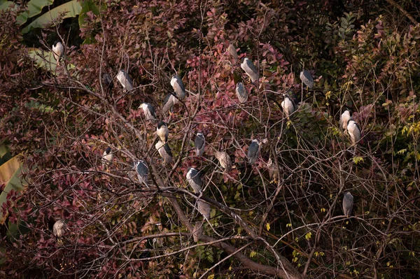 Detailní Záběr Krásných Ptáků Stromě — Stock fotografie