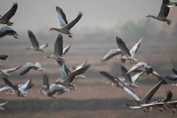 Barheaded geese flying in the sky