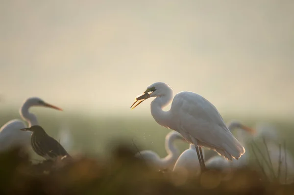 Scenic View Beautiful White Herons Nature — Stock Photo, Image