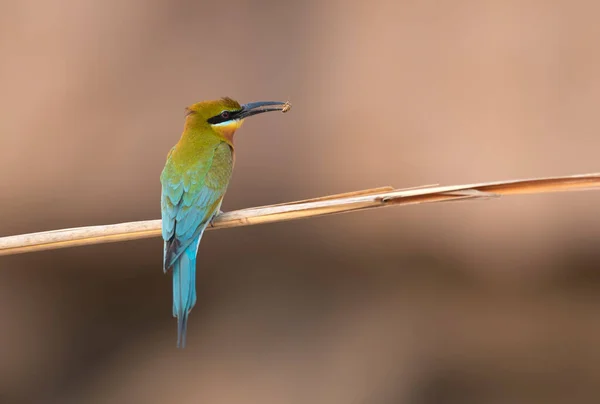 Schilderachtig Uitzicht Mooie Vogels Kleine Groene Bij Eters Baars — Stockfoto