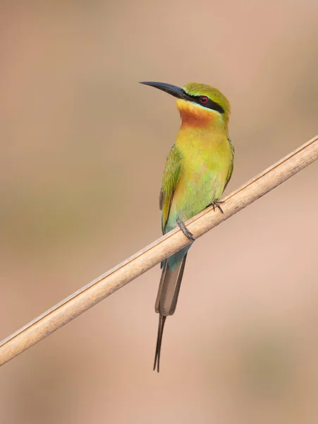 Vacker Utsikt Över Vackra Fåglar Lilla Gröna Biätare Abborre — Stockfoto