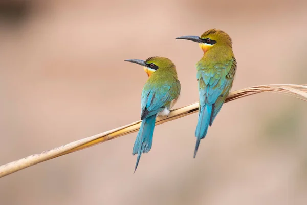 Schilderachtig Uitzicht Mooie Vogels Kleine Groene Bij Eters Baars — Stockfoto