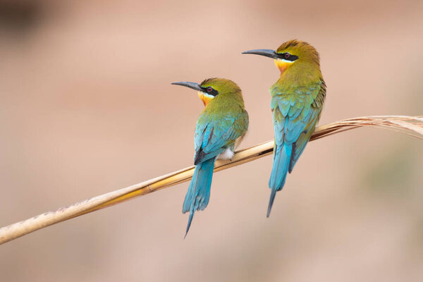 scenic view of beautiful birds little green bee Eaters on perch