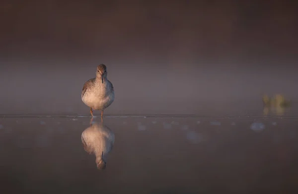 Common Red Shank Lake Reflection Water — стоковое фото