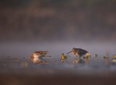 Beautiful Common snipes close up in the morning