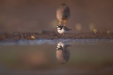Citrine wagtail in lake, close up 