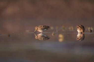 Beautiful Common snipes close up in the morning