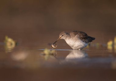 White-tailed lapwing (Vanellus leucurus) with fish in Wetland