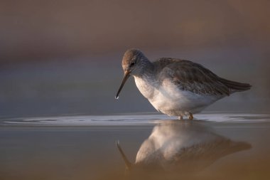 Common red shank in lake with reflection in water