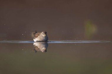 Wood Sandpiper close up in the morning