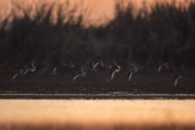 Ormanda bir kuş sürüsü