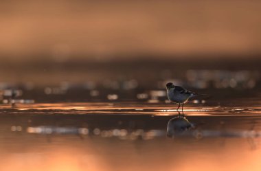 Citrine wagtail in lake in Sunrise