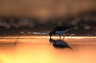Common Sandpiper  feeding in sunrise