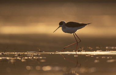 Black winged stilt feeding in sunrise