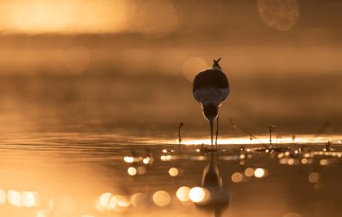 Black winged stilt feeding in sunrise