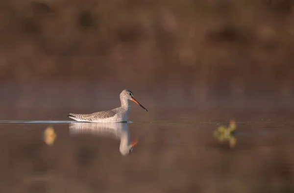 Common Red Shank Lake Reflection Water —  Fotos de Stock