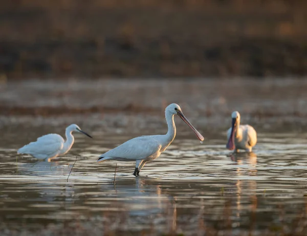 Vackra Vita Egrets Vattnet — Stockfoto