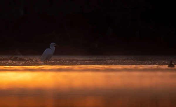 Little Egret in lakeside in Sunrise