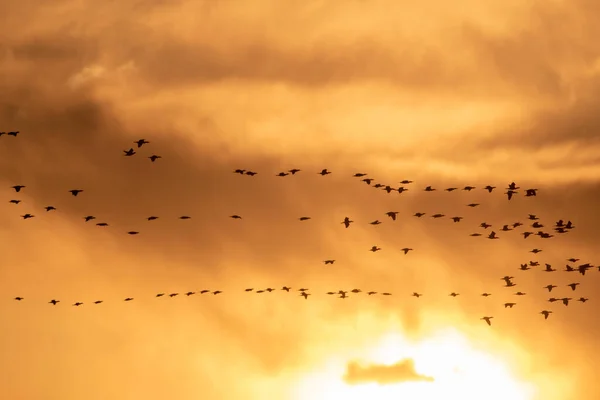 Troupeau Oiseaux Dans Ciel — Photo