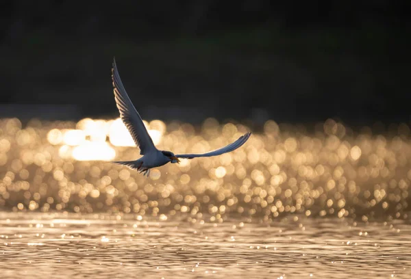 Nehir Genci Gölde Gün Doğumunda Avlanıyor — Stok fotoğraf