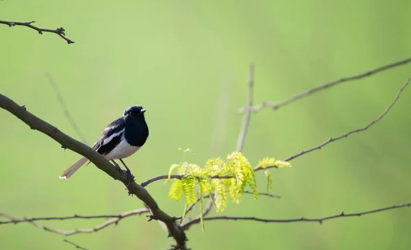 森林里树枝上的鸟 — 图库照片