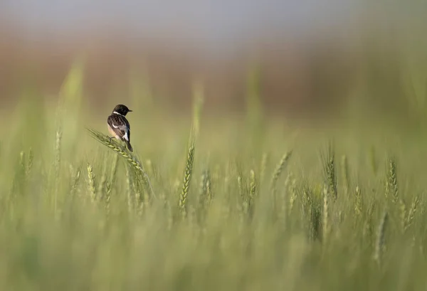 Oiseau Sur Une Prairie Matin — Photo