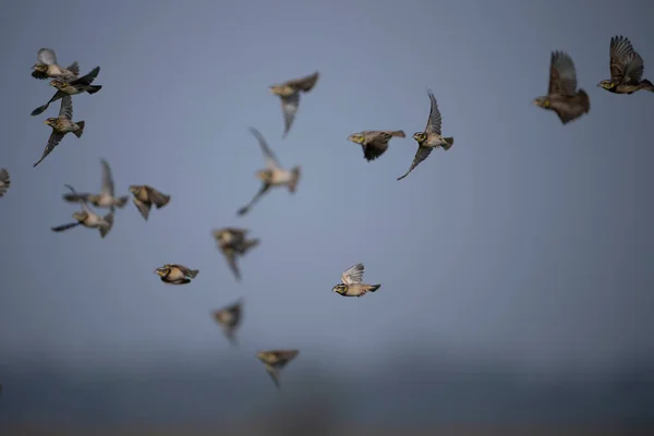Een Zwerm Vogels Die Door Lucht Vliegen — Stockfoto