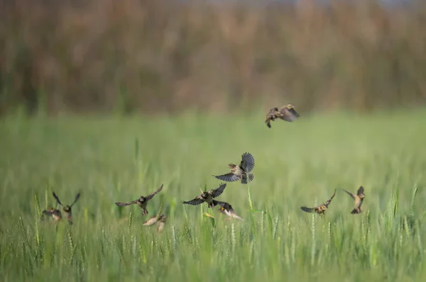 Oiseaux Sauvages Dans Prairie — Photo