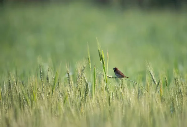 Oiseau Sur Une Prairie Printemps — Photo