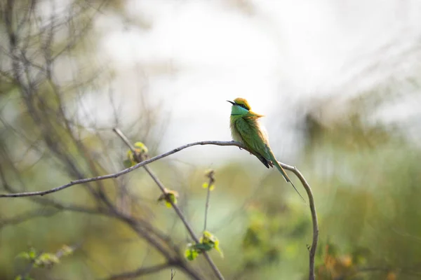 Vogel Auf Einem Ast Wald — Stockfoto