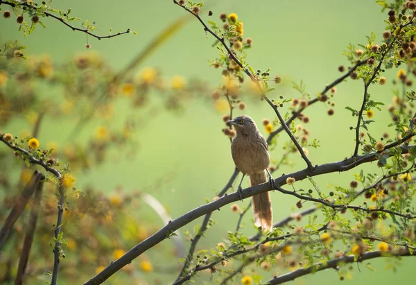 Pták Větvi Stromu — Stock fotografie