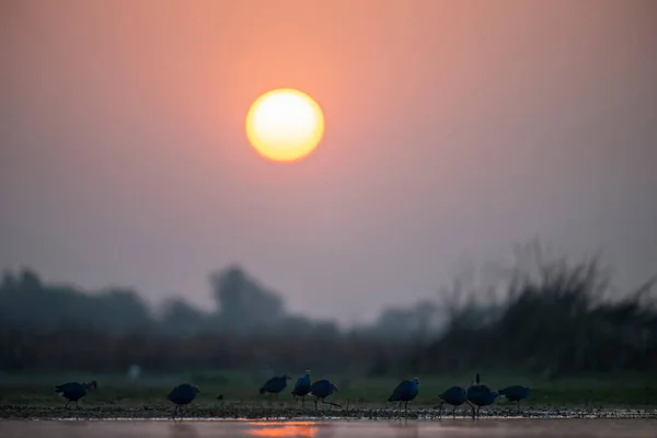 Птахи Сіроголовими Плавцями Харчуються Заході Світанку — стокове фото