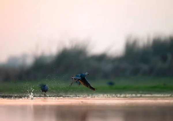 Ptak Przelatujący Nad Jeziorem — Zdjęcie stockowe