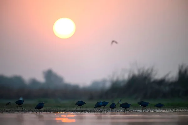 Schwarm Der Graukopf Sumpfhühner Füttert Feuchtgebiet Bei Sonnenaufgang — Stockfoto