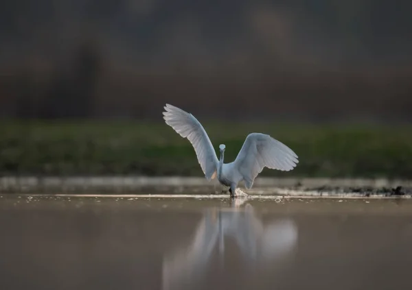 Beautiful Heron Lake — Stock Photo, Image