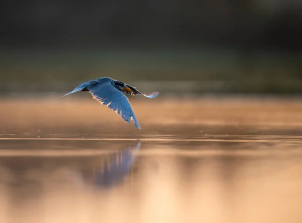Птица Летит Над Озером — стоковое фото