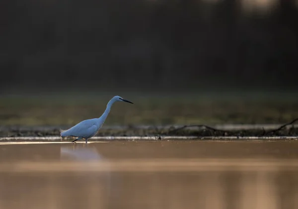 Красива Чапля Озері — стокове фото