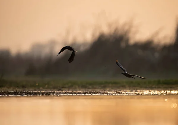 Птах Літає Над Озером — стокове фото