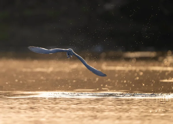 Pájaro Volando Sobre Lago —  Fotos de Stock