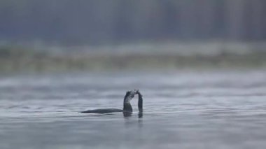 Büyük karabatak gündoğumunda bir balık yakaladı.