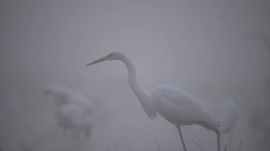 Sisli bir sabahta Akbalıkçıl sürüsü