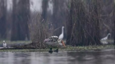 Bataklıktaki diğer kuşlarla beslenen boyalı leylek
