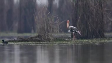 Bataklıktaki diğer kuşlarla beslenen boyalı leylek