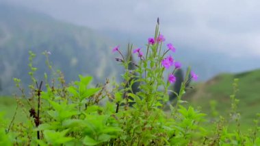 Rüzgarda açan güzel kır çiçeklerine yaklaş. 