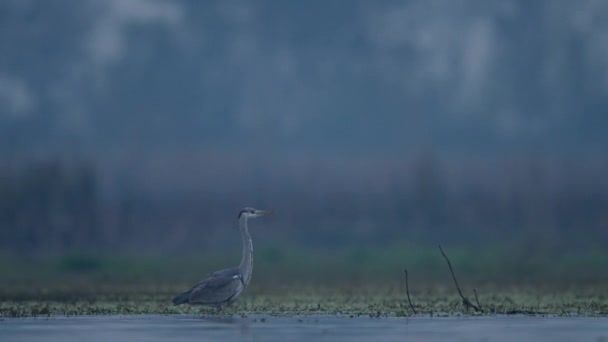早上湿地上的灰鲱鱼 — 图库视频影像