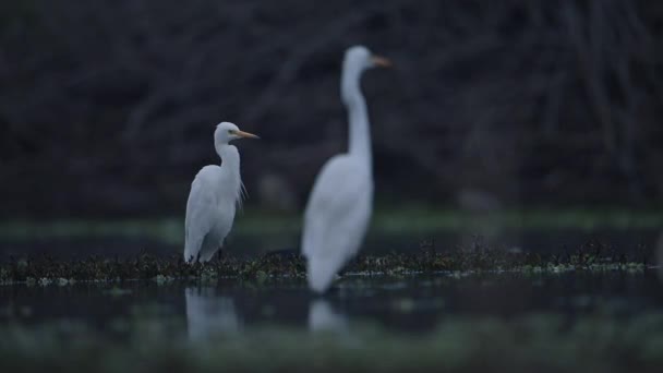 Stora Vita Egrets Våtmarker — Stockvideo