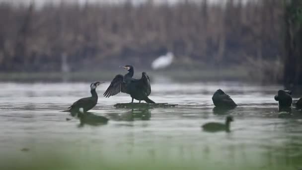 Troupeau Grands Cormorans Matin — Video