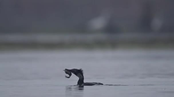 Grande Corvo Marinho Pegou Peixe Nascer Sol — Vídeo de Stock