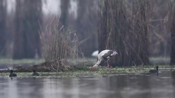 Cigogne Peinte Nourrissant Avec Autres Oiseaux Dans Les Zones Humides — Video